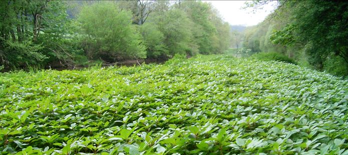 CABI releases rust fungus to control invasive weed, Himalayan balsam